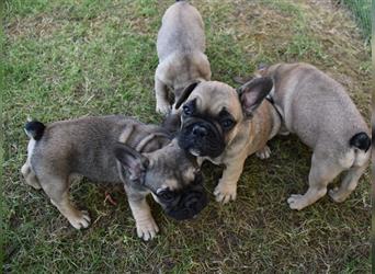 Süße Französische Bulldoggen Welpen suchen neue Zuhause.