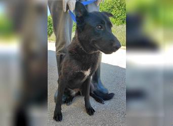 Freundlicher kroatischer Schäferhund Mischlingshündin Vrga sucht ein Zuhause oder Pflegestelle