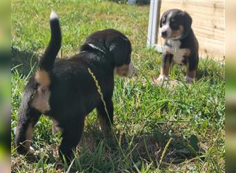 Entlebucher Sennenhund Welpen mit Papieren für Anfang 2023