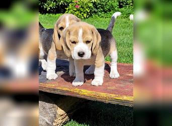 Beagle Babys mit Ahnentafeel