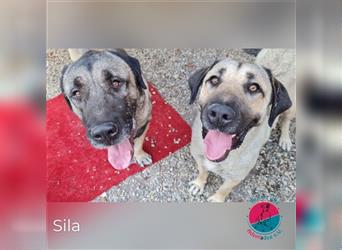 Sila – großer Hund mit großem Herzen!