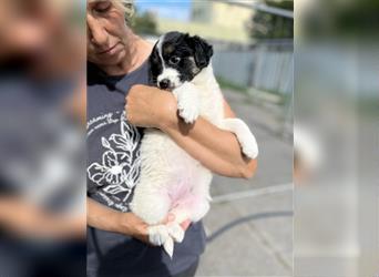 Leni - Hundekind, ca. 06.2022 geboren, sucht verantwortungsvolles Zuhause