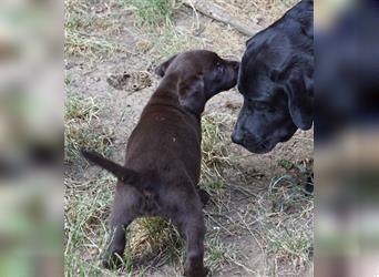 Labrador Welpe braun Hündin mit Ahnentafel