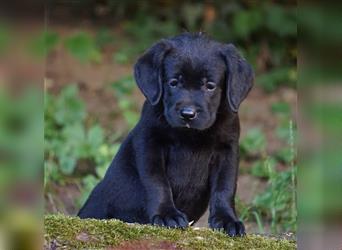 Labrador Welpen, Hündin in schwarz