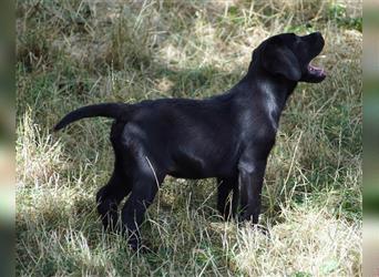 Labrador Welpen, Hündin in schwarz