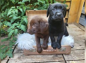 Labrador-Engel suchen ein liebevolles zu Hause!!