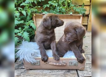Labrador-Engel suchen ein liebevolles zu Hause!!