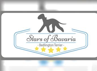 Bedlington Terrier Wurfankündigung