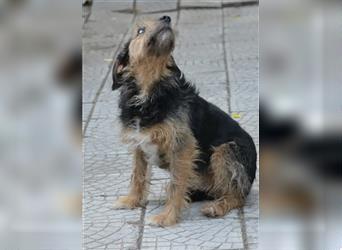 Lotti - Sehr liebe und verträgliche, ruhige Terrier-Mischlingshündin, ca. 3-4 Jahre alt
