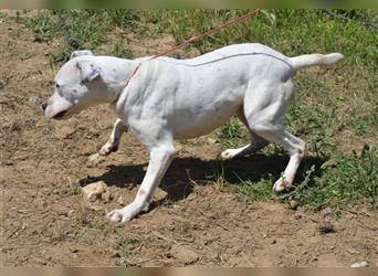 Mary - Sehr liebe (taube) Dogo-Argentino Hündin, ca. 3 Jahre alt, gut verträglich