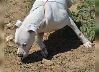Mary - Sehr liebe (taube) Dogo-Argentino Hündin, ca. 3 Jahre alt, gut verträglich
