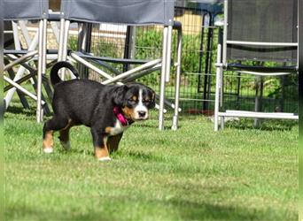 Appenzeller Sennenhund Welpen mit Papieren VGAS - Abgabebereit im September