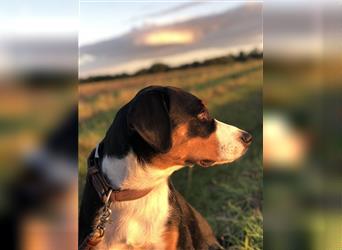 Appenzeller Sennenhund Welpen mit Papieren VGAS - Abgabebereit im September