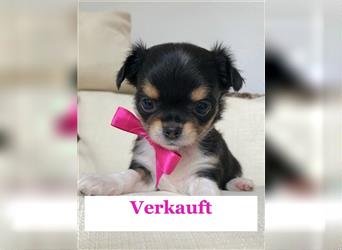 Chihuahua Welpen reinrassig / kurzhaar / langhaar / Rüde + Weibchen