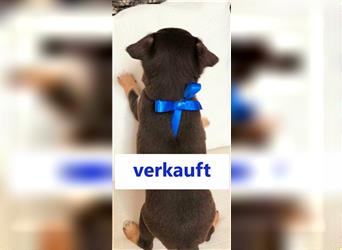 Chihuahua Welpen reinrassig / kurzhaar / langhaar / Rüde + Weibchen