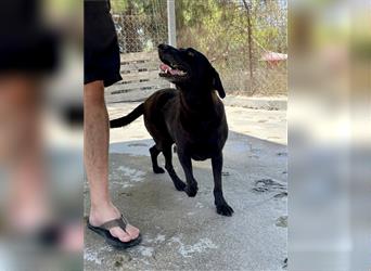 Schwarzer Labrador Mix MONTY (5 Jahre) sucht sein Zuhause