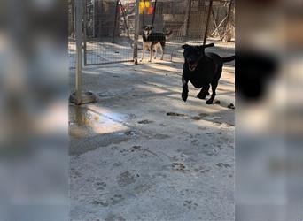 Schwarzer Labrador Mix MONTY (5 Jahre) sucht sein Zuhause
