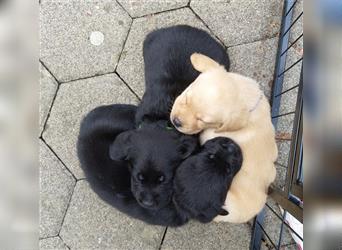Schwarze und Blonde Labrador Welpen