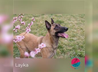 Layka – Eine Hündin mit Mission (ein neues Zuhause zu finden)