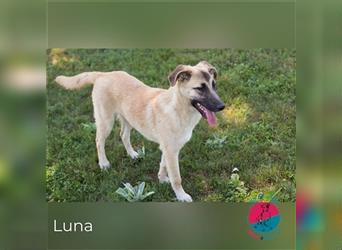 Luna M. – Zuckersüße Hündin mit Temperament sucht Ort zum Ankommen!