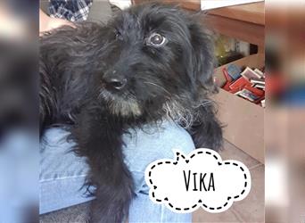 Gutmütige Vika sucht ihre Familie