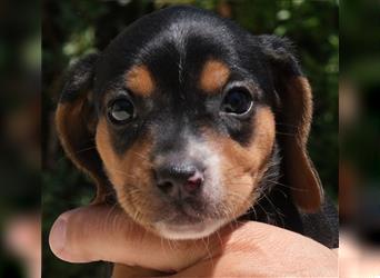 Rabea - Süßes Beagle-Mädchen *06/2022