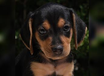 Raif - Süßer Beagle-Junge *06/2022