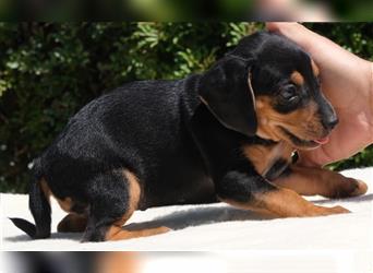 Raissa - Süßes Beagle-Mädchen *06/2022
