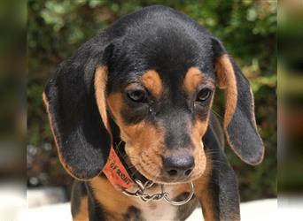 Rica - Süßes Beagle-Mädchen *06/2022