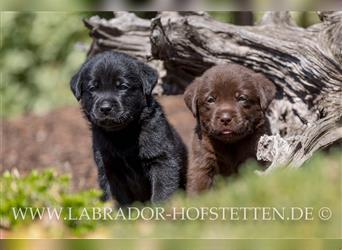 Labrador-Welpen in Braun und Schwarz