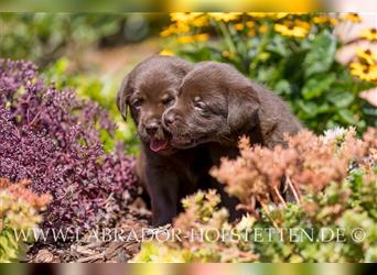 Labrador-Welpen in Braun und Schwarz