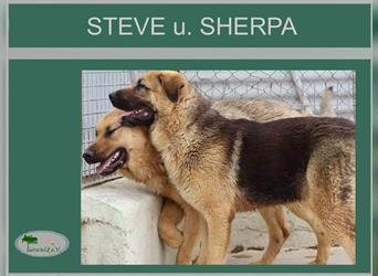 Steve und Sherpa können nur zusammen vermittelt werden