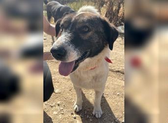 Dakis, geb. ca. 02/2018, lebt in GRIECHENLAND, auf einem Gelände, auf dem die Hunde notdürftig verso