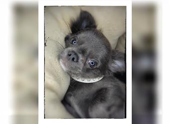 Traumhafte Chihuahua Welpen in Traumfarben aus liebevoller & seriöser Zucht mit Ahnentafel
