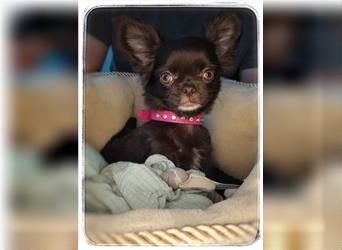 Traumhafte Chihuahua Welpen in Traumfarben aus liebevoller & seriöser Zucht mit Ahnentafel