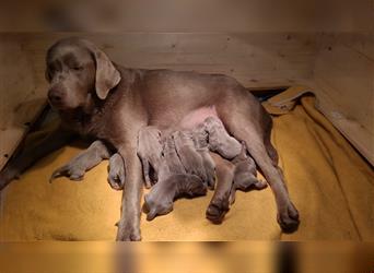 Wunderschöne Labrador Welpen silber mit Ahnentafel