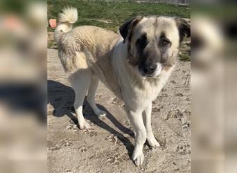 Orlando, geb. ca. 10/2018, lebt in GRIECHENLAND, auf einem Gelände, auf dem die Hunde notdürftig ver