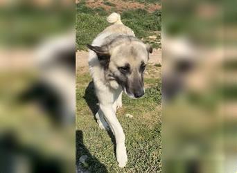 Orlando, geb. ca. 10/2018, lebt in GRIECHENLAND, auf einem Gelände, auf dem die Hunde notdürftig ver