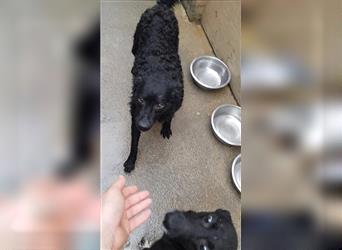 Gimli kroatischer Schäferhund Mischling Sucht sein Zuhause