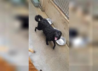 Gimli kroatischer Schäferhund Mischling Sucht sein Zuhause