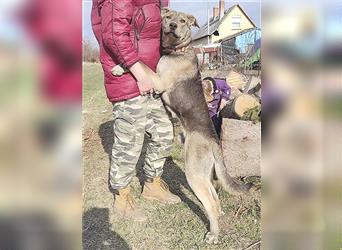 superlieber Familienhund SHARIDAN - 1 Jahr, 62cm/26kg, Magyar-Agar-Mix