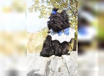 Yorkshire Terrier Rüde 4 Monate black XXS mini  ( schwarz ) mit Stammbaum