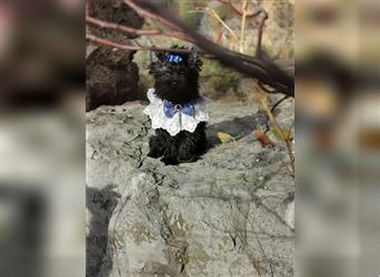 Yorkshire Terrier Rüde 4 Monate black XXS mini  ( schwarz ) mit Stammbaum