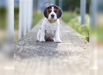 Cavalier King Charles Spaniel Beagle mix