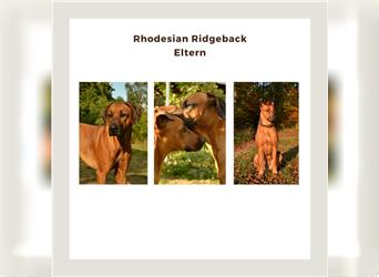 Rhodesian Ridgeback Welpen