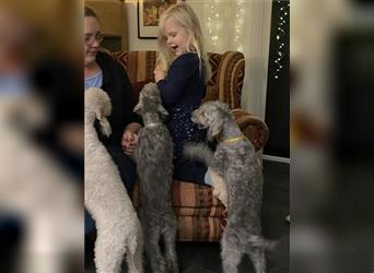 2 Bedlington Terrier Rüden 16 Wochen  suchen dringend ein Zuhause