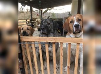 Boomer sucht Hundeerfahrene Menschen