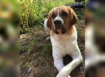 Boomer sucht Hundeerfahrene Menschen