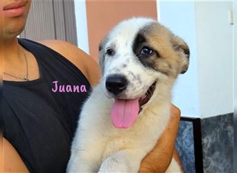 Juana 05/22 (ES Pflegestelle) - neugierig, verschmust und verspielt
