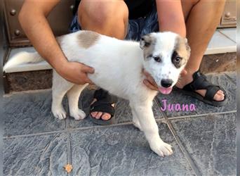 Juana 05/22 (ES Pflegestelle) - neugierig, verschmust und verspielt